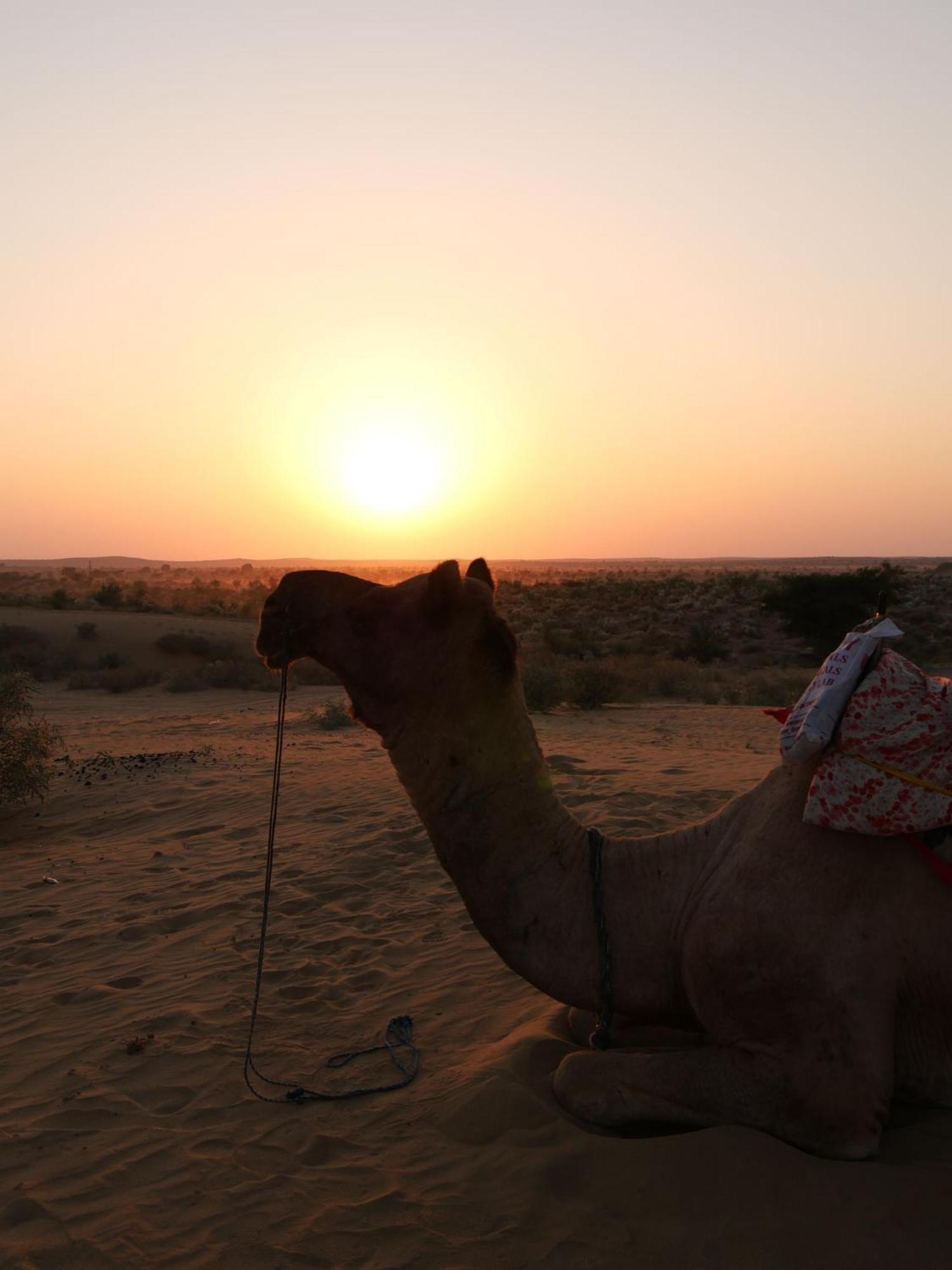 Ideal Guest House Jaisalmer Buitenkant foto