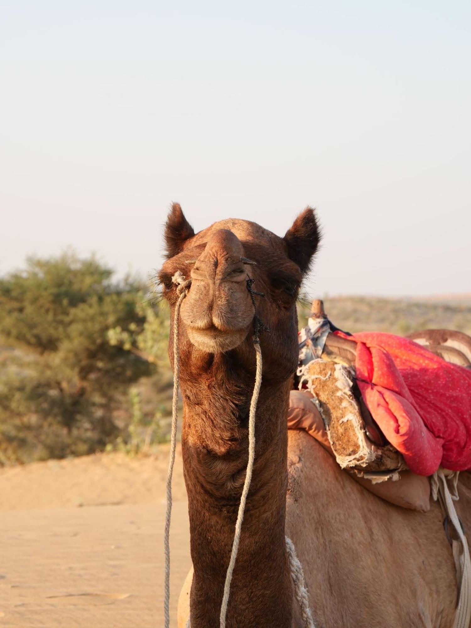 Ideal Guest House Jaisalmer Buitenkant foto